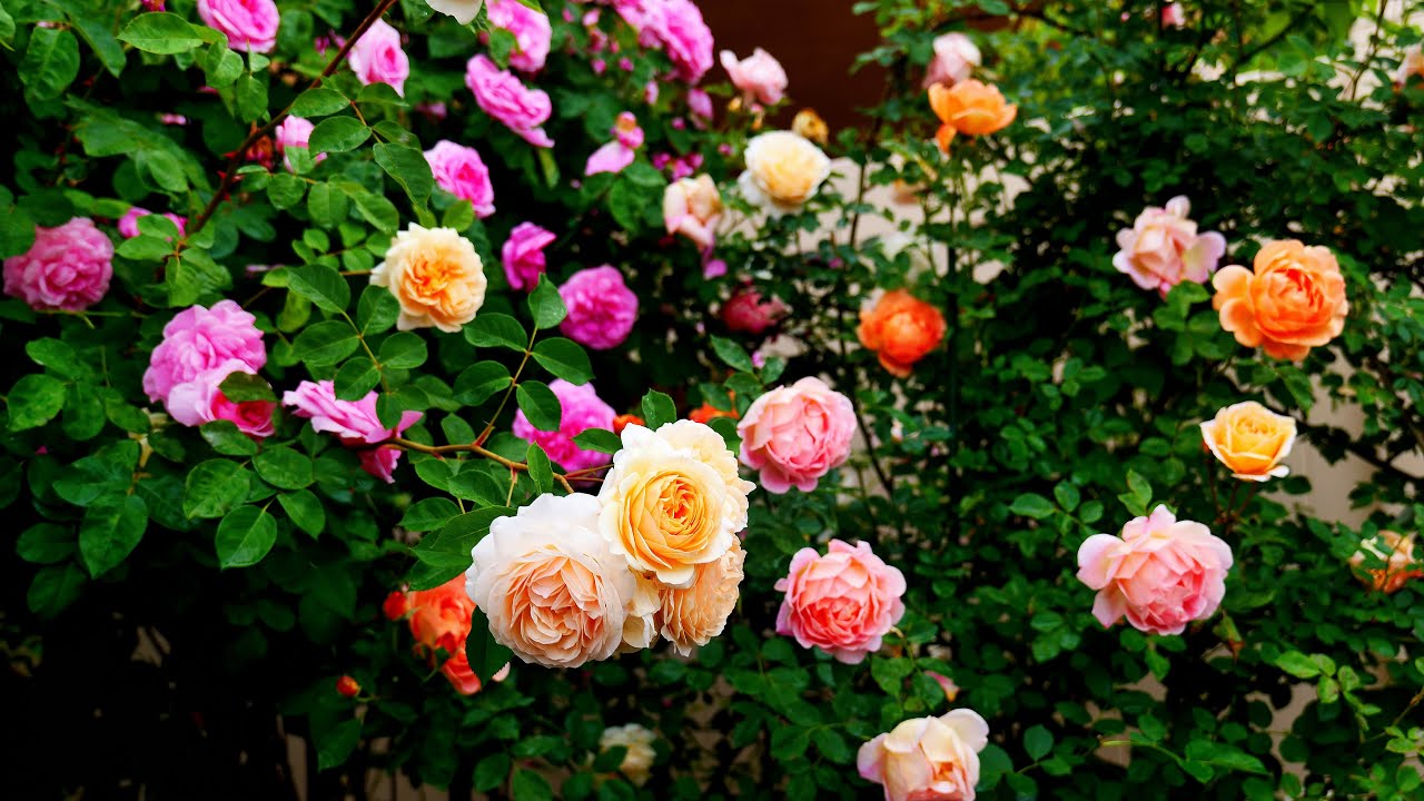 2025年玫瑰巡园记-6，后院的奥斯汀们，玫瑰走廊等终结篇；2025 Rose Tour Ep.6 – Backyard Austins, Rose Tunnel & Final Highlights