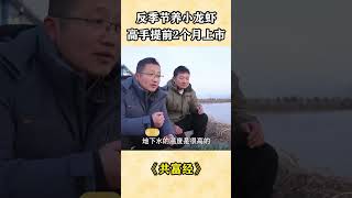 高手养殖反季节小龙虾，如何做到提前2个月上市？| 三农小课堂