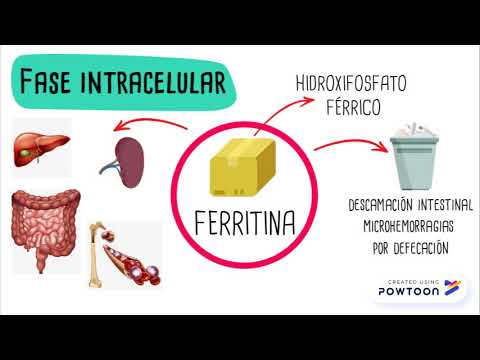 Vídeo: Diferencia Entre Hierro Hemo Y No Hemo