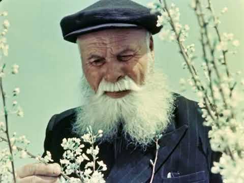 Сады на земле таёжной, часть 1, 1960