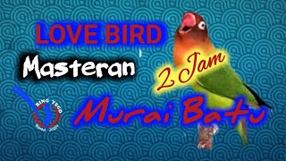 MASTERAN MURAI BATU LOVEBIRD NGEKEK JERNIH PANJANG 2 JAM