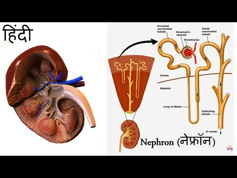 Biology (हिंदी) - How Nephrons in Kidney Works & How Urine is produced