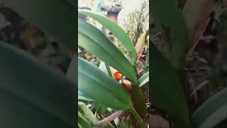 A maravilhosa orquídea BLC MEMÓRIA ANA BALMORES. uma orquídea espetacular...