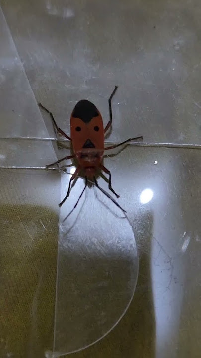 Lady Beetle