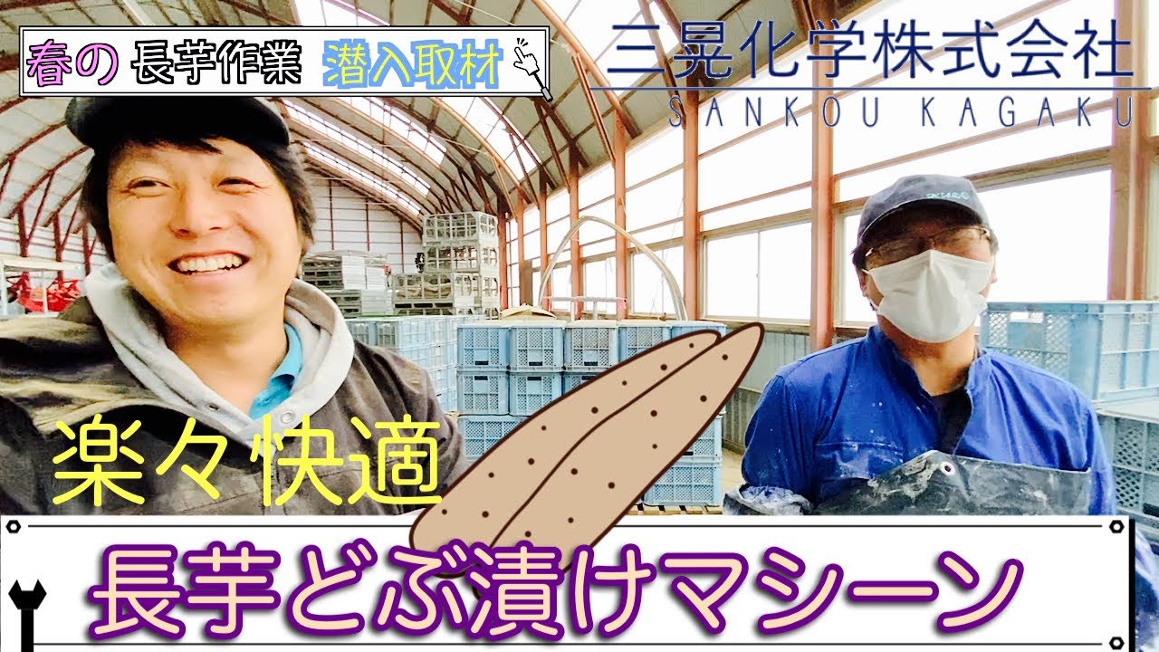 【長芋】三晃化学株式会社 どぶ漬けマシーン 長いも 種切り 種子サイズは何㌘？ 【川西長いも】春作業本格化！