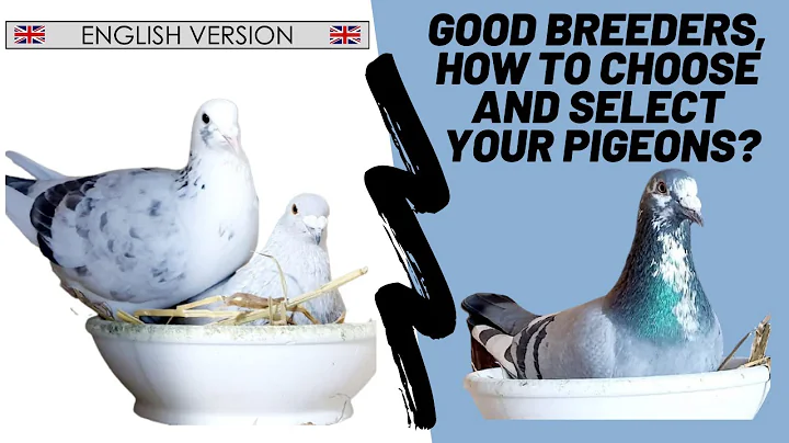 Good breeders, how to choose and select your carrier pigeons? - 🇬🇧  ENGLISH VERSION 🇺🇸 - DayDayNews