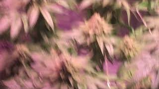 My Grow Setup What’s going on with my PLANT? Hmm..check it out to see