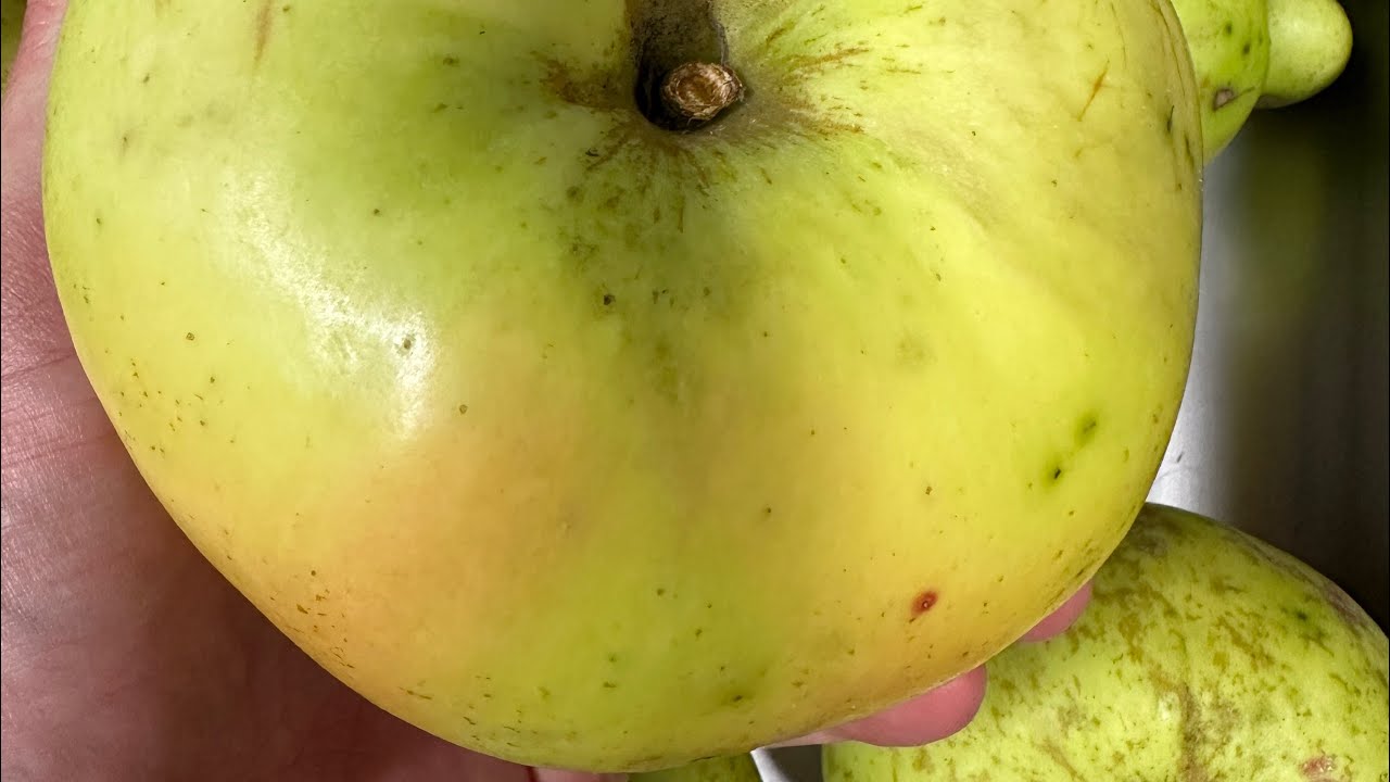 Apple, Maple, Rum and Vanilla Jam Recipe