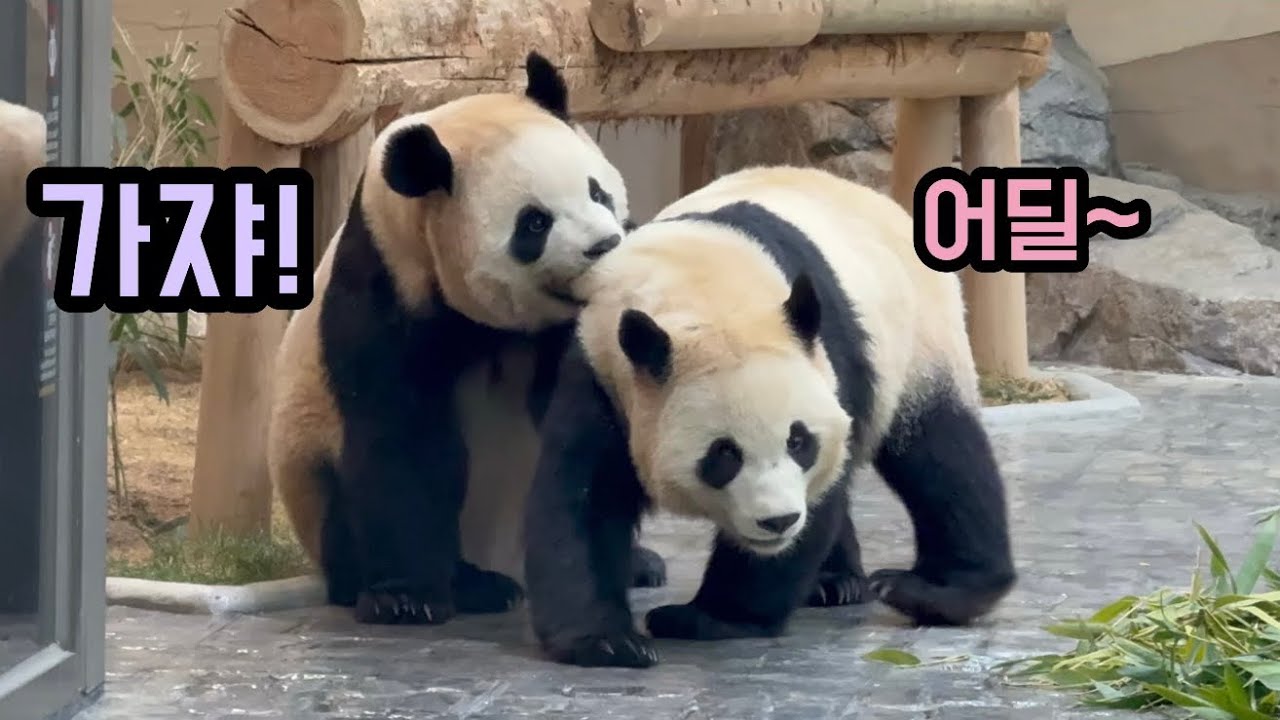 후이를 물고있는 상태로 같이 다니는 루이ㅋㅋㅋㅋㅋ🤣🥰