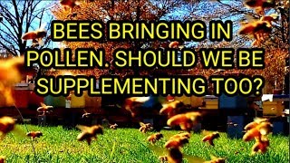 Real Pollen Coming In. Should We Be Feeding Pollen Too? Dont Miss This