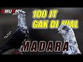 MADARA🔥 100 JUTA GAK DI JUAL..!!! | LAPAK TOMPRANG PONDOK KOPI | KANDANG PUTIH HMU KMY | PAPA CHILAY