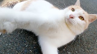 可愛いミルクティー猫に空気ポンプでイタズラしたら嫌われた