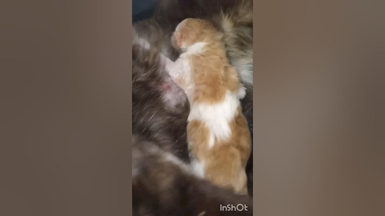 #малинки#реборн#немовля#кошеня#мама#мамакошка#кошка#кіт#кот#котка# ...
