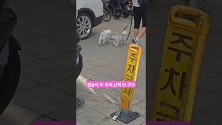 #흰둥이 남매? 형제? 자매? #상봉역퍼스트리브 #상봉동한국관나이트 지나  #시네마시티 오피스텔로 귀가