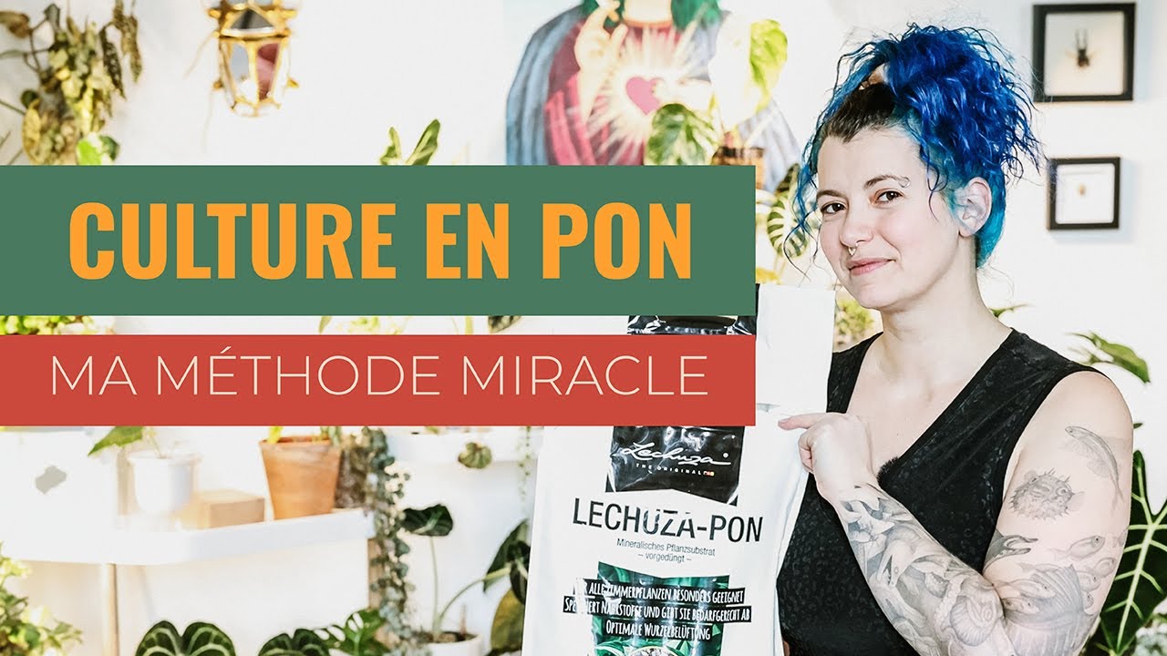 🪴 Hydroponie Passive en Pon 💦 - Pourquoi et comment utiliser le Pon avec tes plantes ?