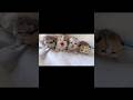 4 chú báo con #chomeodangyeu #pets #cuncon #cat #meocon