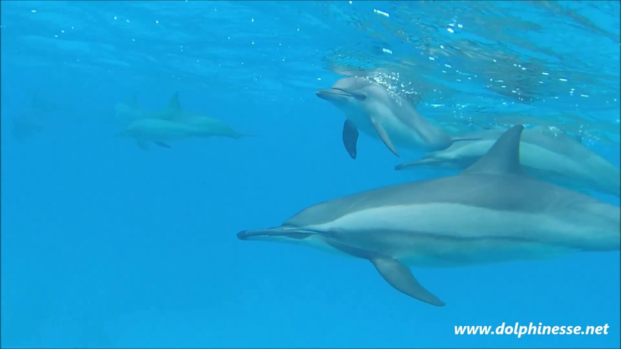 Rencontre Avec Un Bebe Dauphin Tres Curieux Encountering A Very Curious Baby Dolphin Youtube