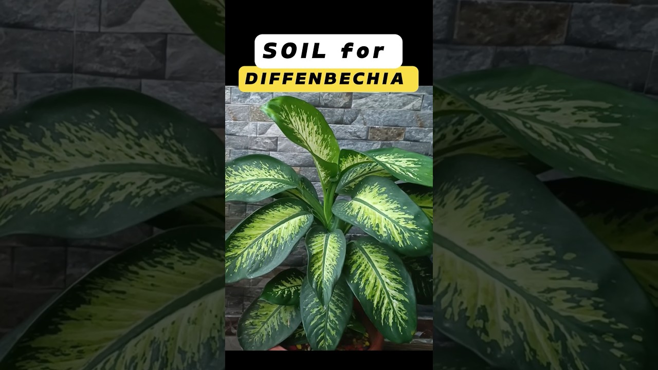 pachira money tree plant Money Tree | Indoor Plants