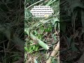 perjuangan buat masa tua #kopi #pertanian #perkebunan