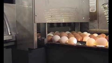 Egg coding EggFlex HeDiPack on Moba 8 grader