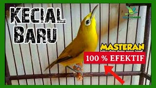 Kecial Baru Gacor !! Pakai Masteran Kecial Ini  | @keditlombok8620