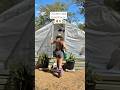 Chicken Coop Greenhouse #gardening  #florida #diy
