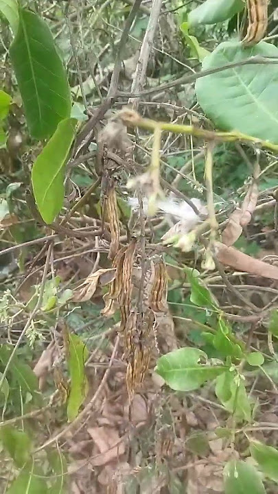 Very Itchy!!! Don't try to touch this forest plant, #rawe #subie
