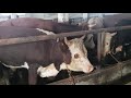 Ставим быков на цепь (Октябрь 2021) ▶ Быки на откорме