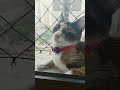 Oi eu sou o Dollynho seu amiguinho vamos cantar? #memes #cringe #funny