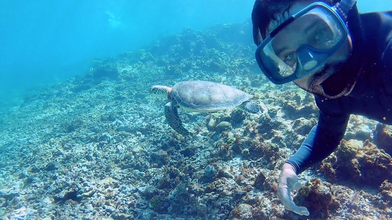 50cm under the keel | Sharks | Octopus | Crays | Big fish | Knitting and Iguanas Vlog 60