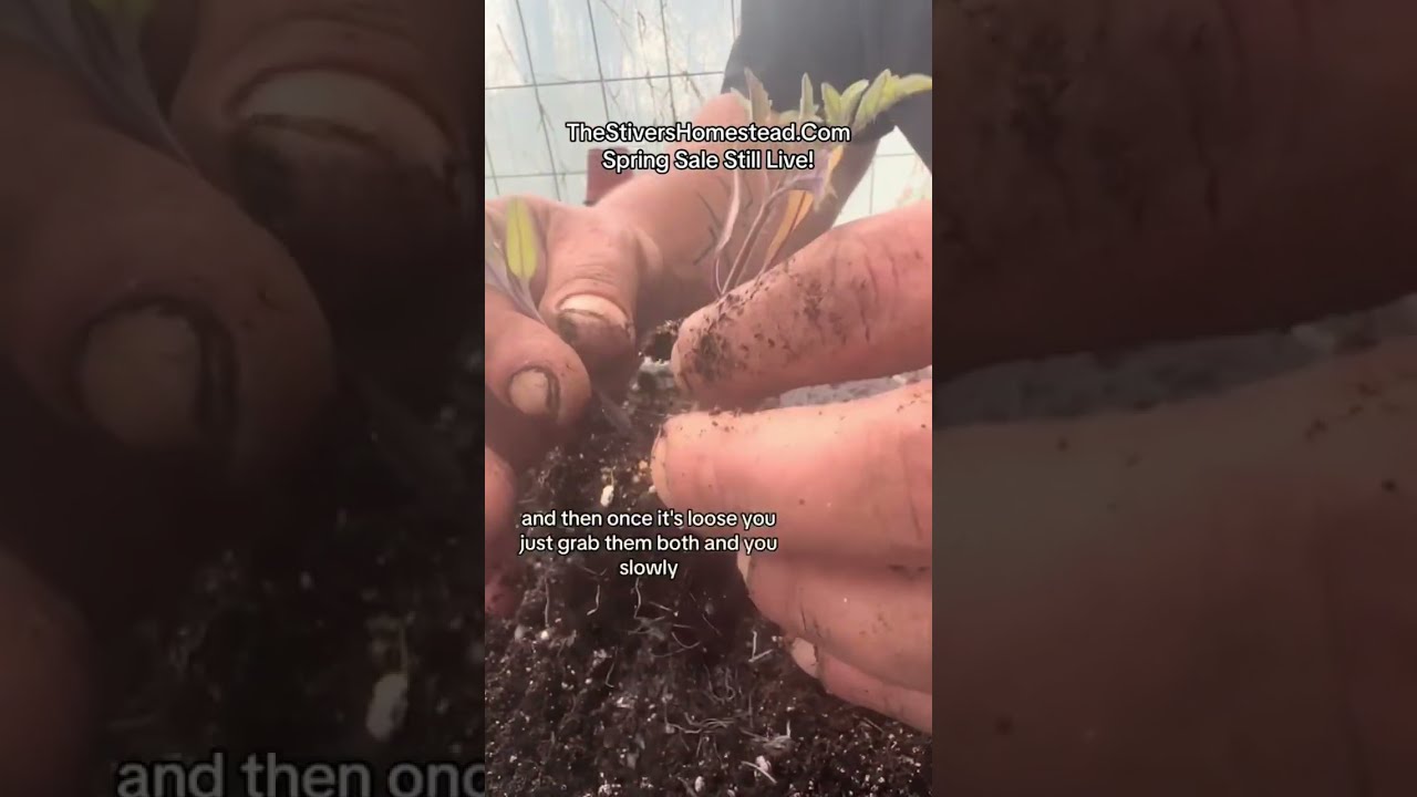 How To Separate Your Seedlings Without Killing One Of Them Gardeningtips Gardenhacks