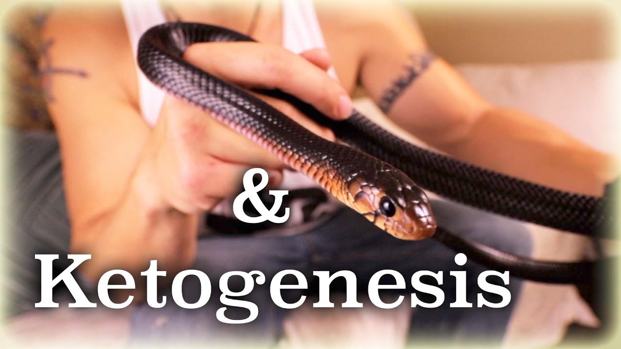 how to be happy quotes Getting into Ketosis : Indigo Snake Update