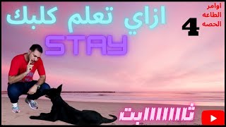 تدريب الكلاب كيفيه تدريب الكلب علي امر الثبات stay/ ازاي تدرب كلبك علي امر ثابت stay