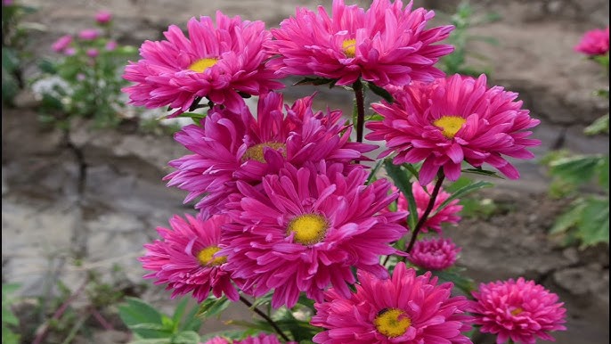 Aster Flower Information In Kannada | Best Flower Site