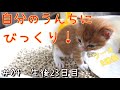 【保護猫 生後23日目】初めての自力うんちにビックリする子猫が可愛い