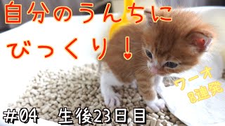 The kitten who is surprised at the first poop is cute