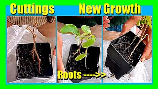 How to Grow Custard Apple from Cuttings Easily | Propagate Sugar Apple with Aloe Vera