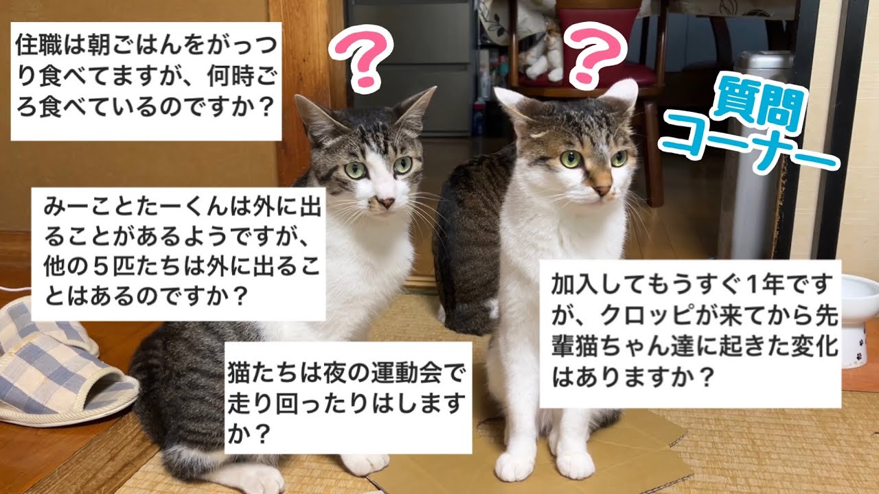 質問コーナー】末っ子のクロ加入で先輩猫たちは何か変わった 