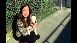 Rogue Valley Humane Society taking more Craigslist rescues