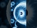 Sperm meets Egg 3D Animation Video Fertilization system #medicina #biology