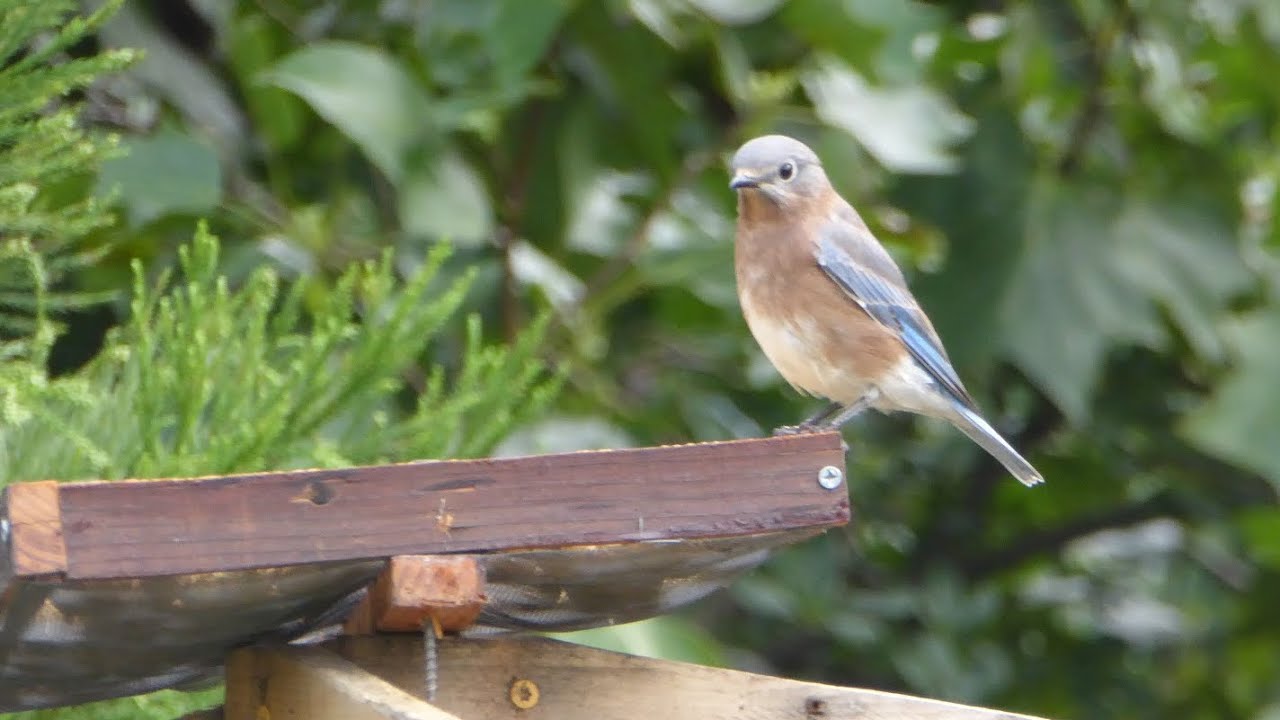 What are the best bird feeders for bluebirds? Narrated bluebird HowTo