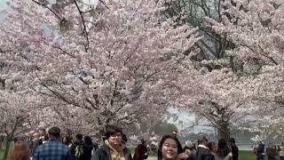 Cherry Blossom in Toronto (sakura tree) / Canada / Malayalam