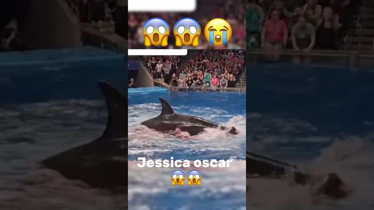 Oscar the Whale Strikes Without Warning!” 
