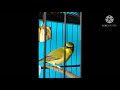 Terapi Burung Pleci Dengan Brainwave Buktikan Hasilnya Mp3 - Mp4 Download