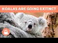 KOALAS Have Been DECLARED in DANGER of EXTINCTION 🐨⚠️