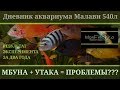 МБУНА+УТАКА=ПРОБЛЕМЫ?(результат эксперимента)