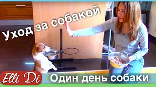 ОДИН ДЕНЬ СОБАКИ | УХОД ЗА СОБАКОЙ | ELLI DI