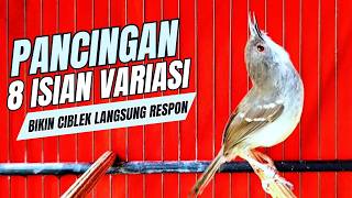 suara burung CIBLEK GACOR NGEBREN Pancingan Ciblek Semi bahan jadikan ciblek kristal gacor Tarung