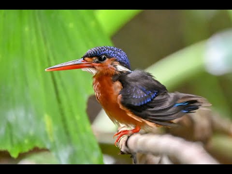 Blue-eared Kingfisher