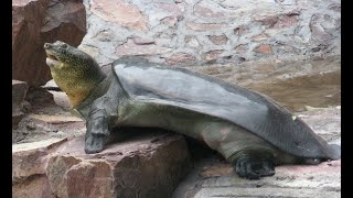 Rescuing A God: New Hope For The Yangtze Giant Softshell Turtle